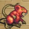 Rat sauvage
